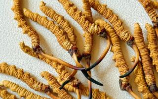 冬蟲夏草保存注意事項(xiàng)｜教你鎖鮮留營養(yǎng)