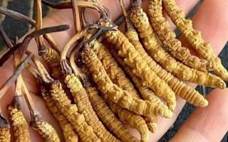 藏紅花和冬蟲夏草哪個(gè)貴？揭秘2026年最新價(jià)格真相