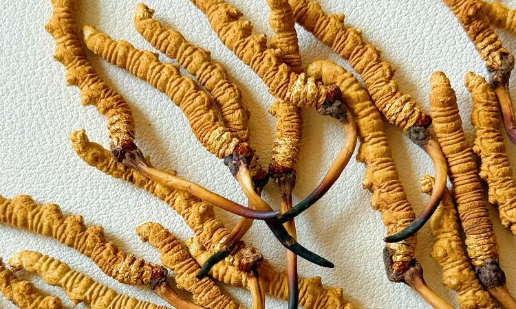 冬蟲夏草市場價(jià)格