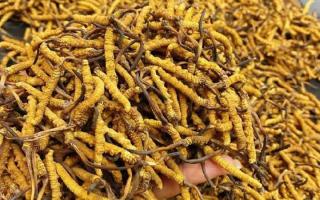 西藏那曲蟲草網(wǎng)｜一克冬蟲夏草煲多少水合適？行業(yè)權威指南來了