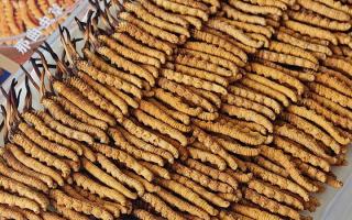 寶寶可以服用冬蟲夏草嗎？權威指南，科學滋補不踩坑