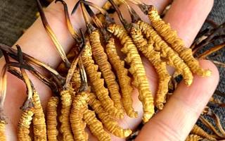 權威辨假指南，教你一眼分清真冬蟲夏草，避開市場陷阱