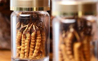 正宗冬蟲夏草哪家便宜？——教你選對低價正品渠道