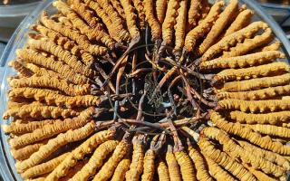 冬蟲夏草蒸蛋方法竅門，西藏那曲蟲草網(wǎng)教你解鎖滋補(bǔ)家常做法