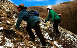 冬蟲夏草如何區(qū)別好壞？那曲行業(yè)平臺教你4步精準(zhǔn)鑒別