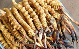 慧眼辨真?zhèn)危卣洳徊瓤印鞑啬乔x草行業(yè)網(wǎng)教你分辨冬蟲夏草真假