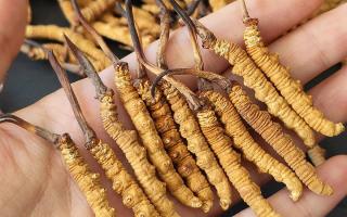 正宗冬蟲夏草怎么選購？那曲蟲草行業(yè)網(wǎng)站教你避坑指南