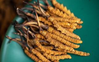 4根一克的冬蟲夏草多大？那曲蟲草行業(yè)網(wǎng)站詳解尺寸標(biāo)準(zhǔn)