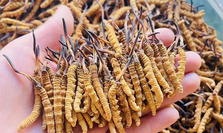 西藏那曲冬蟲(chóng)夏草行業(yè)網(wǎng)站