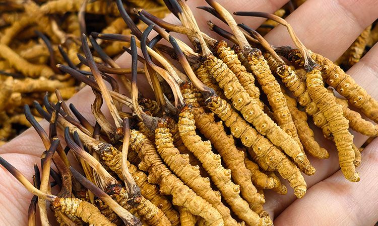 蟲(chóng)草12根1克多少錢一斤