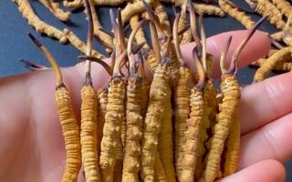 那曲冬蟲夏草多少錢一斤？2026年正規(guī)購買渠道全指南