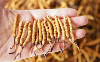 純正宗那曲冬蟲夏草一根多少錢？2026年單根價格全景指南