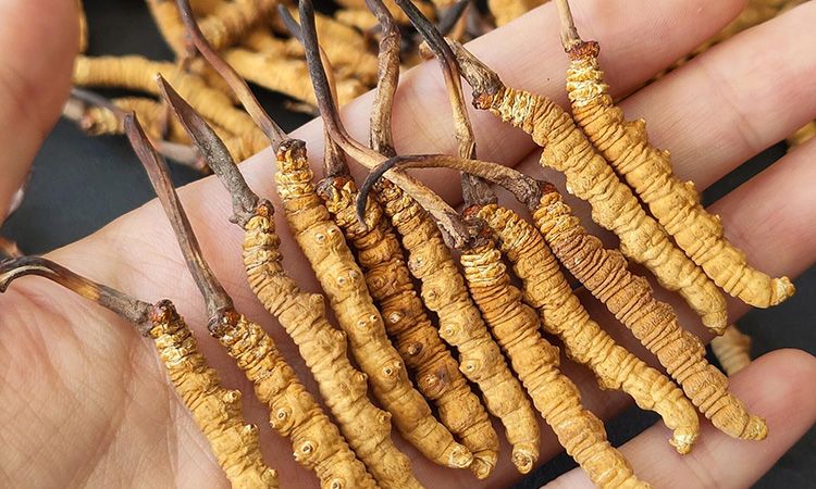 <a href=http://www.cw298.com/s/cczjjd target=_blank class=infotextkey>冬蟲(chóng)夏草真假鑒定</a>