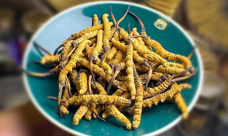 揭秘冬蟲夏草采挖前后變化:那曲雪域珍品的采挖密碼