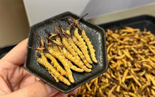 冬蟲夏草燉多少時間合適？藏農(nóng)神草那曲源頭品牌，教你燉出滿滿營養(yǎng)