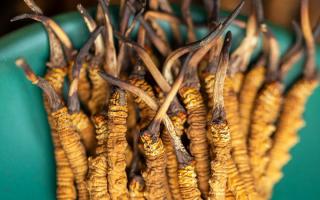 西藏那曲冬蟲夏草熬粥攻略：這樣熬最營養(yǎng)、最入味